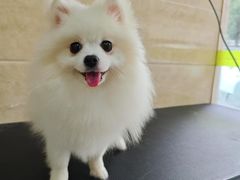 -瑞鹏宠物医院·夜间急症·心超·猫科(祖庙分店)