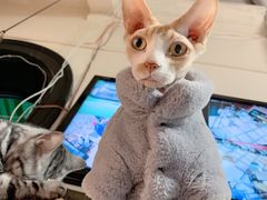 -猫色咖啡·猫咖