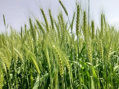 -楠溪江风景名胜区