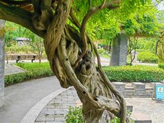 -红梅公园