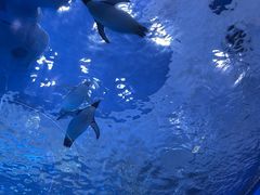 -上海海昌海洋公园