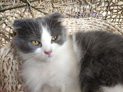 -飞行喵MR PILOT|猫舍·猫咖(静安大融城店)