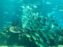 -海棠湾洲际-涛·海底餐厅·美人鱼·自助餐·海底隧道