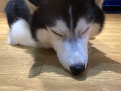-Husky Go! 哈士奇体验馆·宠物咖啡厅狗咖