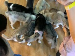 -Husky Go! 哈士奇体验馆·宠物咖啡厅狗咖