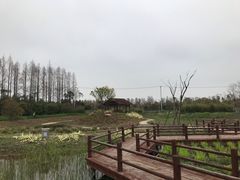 -上海长兴岛郊野公园