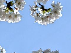 -新虹桥中心花园