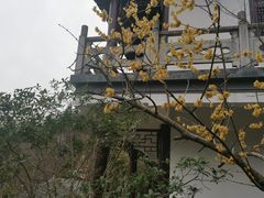 -镇江市南山风景名胜区竹林景区