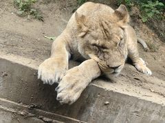 -栾川竹海野生动物园