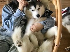 -Husky Go! 哈士奇体验馆·宠物咖啡厅狗咖