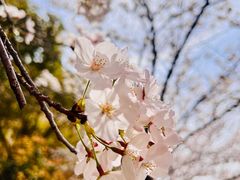 -高东镇樱花园