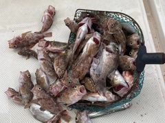 -鑫艋游艇海钓俱乐部