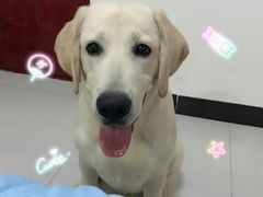 -翊宠yipet猫狗购宠庄园犬舍•猫舍