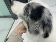 -嘉馨宠物医院·CT影像转诊·心脏科·犬猫全科诊疗中心(下沙大学城院区)