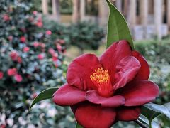 -深圳国际园林花卉博览园