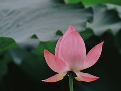 -莲湖公园