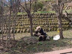 -中国大熊猫保护研究中心雅安碧峰峡基地