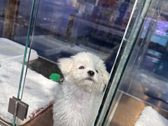-FAELING PETS美天灵宠物(富力广场店)