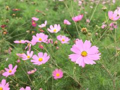 -西京湾花海