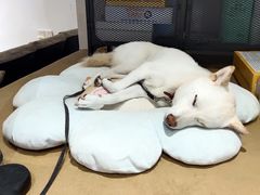 -柴务处·柴犬主题狗咖