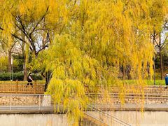 -元大都城垣遗址公园