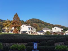 -龙井村