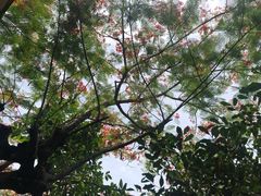 -呀诺达热带雨林