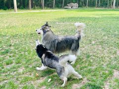 -宠乐会宠物乐园