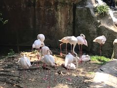 -吉隆坡雀鸟公园