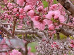 -海棠花溪(元大都城垣遗址公园)