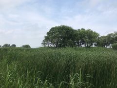 -太湖湖滨国家湿地公园-停车场