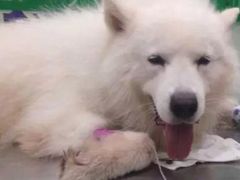 -伟伟宠物医院·CT影像中心·瑞派犬猫综合性门诊(汉口总院)
