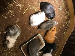 -藦茜花园宠物主题亲子互动体验馆(国顺东路店)