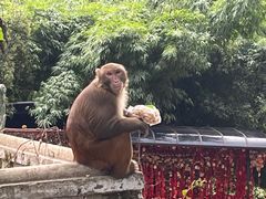 -黔灵山公园