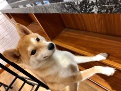 -喵屋coffee