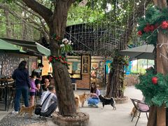 -柴犬高等学院·狗咖·柴犬售卖·宠物训练