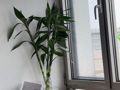 -中环花鸟鱼虫市场