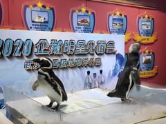 -海合安武汉极地海洋公园