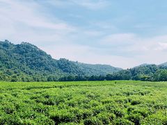 -中国茶叶博物馆(双峰馆区)