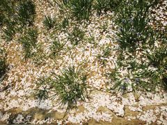 -海棠花溪(元大都城垣遗址公园)