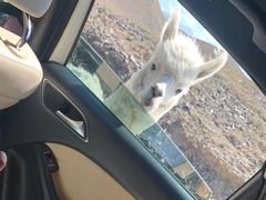 -新疆天山野生动物园