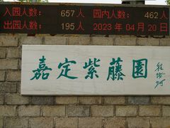 -嘉定紫藤园
