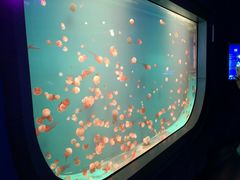 -福州罗源湾海洋世界旅游区