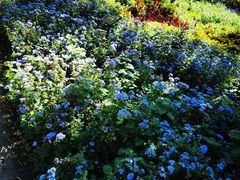 -黑龙江省森林植物园