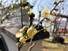-无锡蠡湖国家湿地公园-蠡园