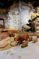 -Zoolung Zoolung动物主题公园(海信广场店)