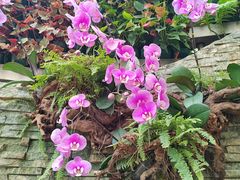 -石家庄市植物园