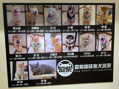 -逗柴咖啡屋·狗咖猫咖宠物桌游