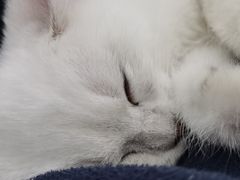 -柚子猫舍·精品猫舍购猫·猫咪认养·购宠·宠物店