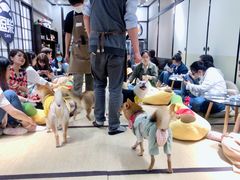 -逗柴咖啡屋·狗咖猫咖宠物桌游